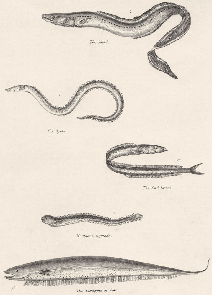 FISH.Fishes;Conger;Hyala;Sand-Launce;Montagu's Gymnele;Evenlipped Gymnote 1860